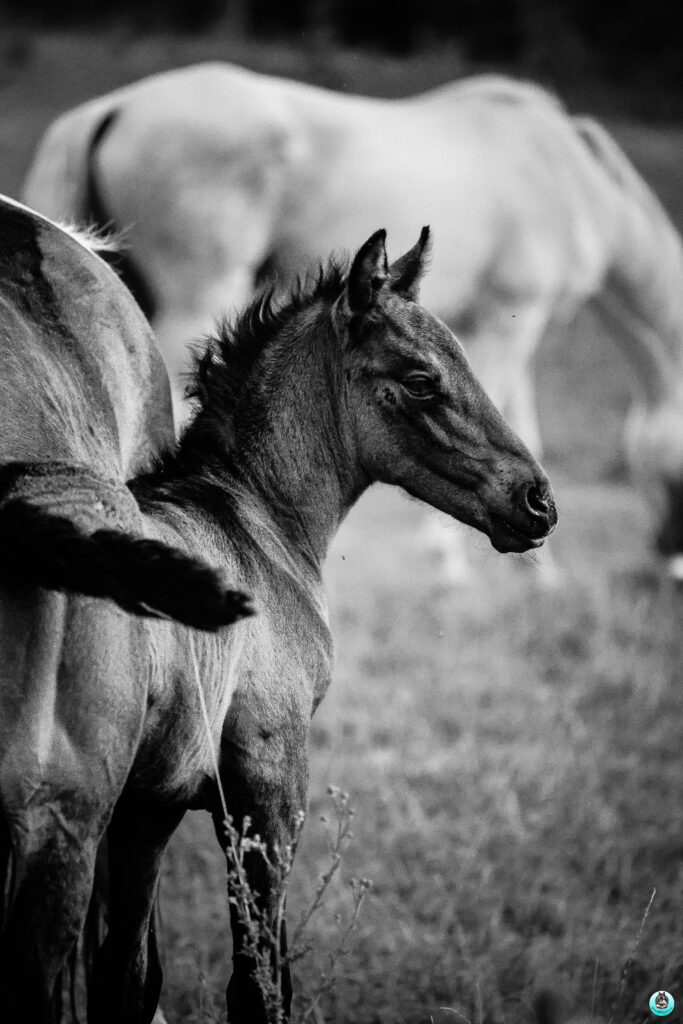 Photographie professionnelle animalière –  – Lons-le-Saunier (Jura) – photo 8