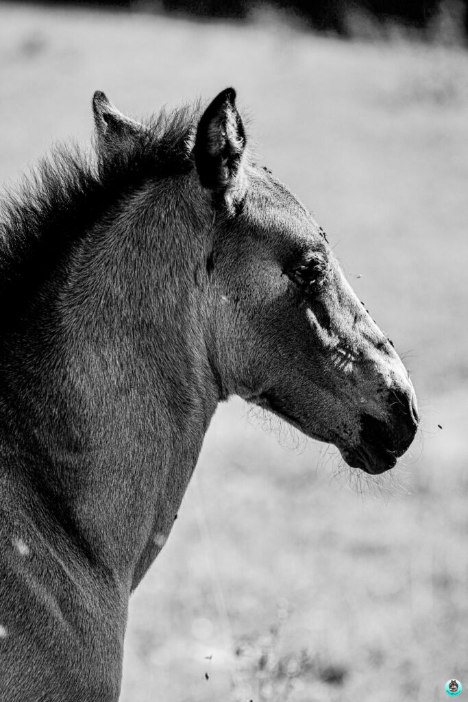 Photographie professionnelle animalière –  – Lons-le-Saunier (Jura) – photo 13