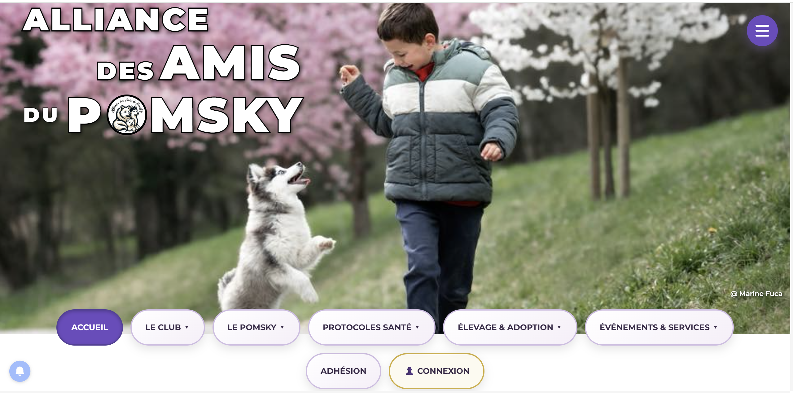 Logo Alliance des Amis du Pomsky